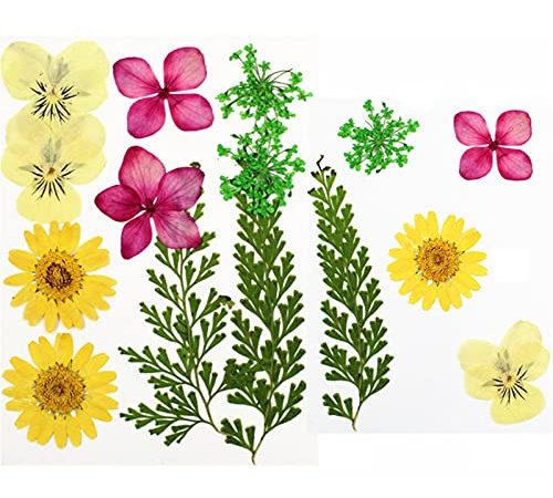 WZHrb 2sset véritables Fleurs séchées, Fleurs sèches préserve Naturelle mélange scellé coloré pour Bougie d'artisanat en résine (Color : H)